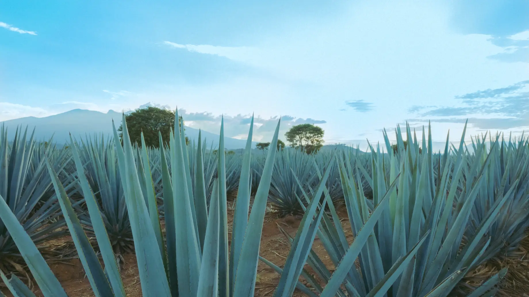 Blue agave field