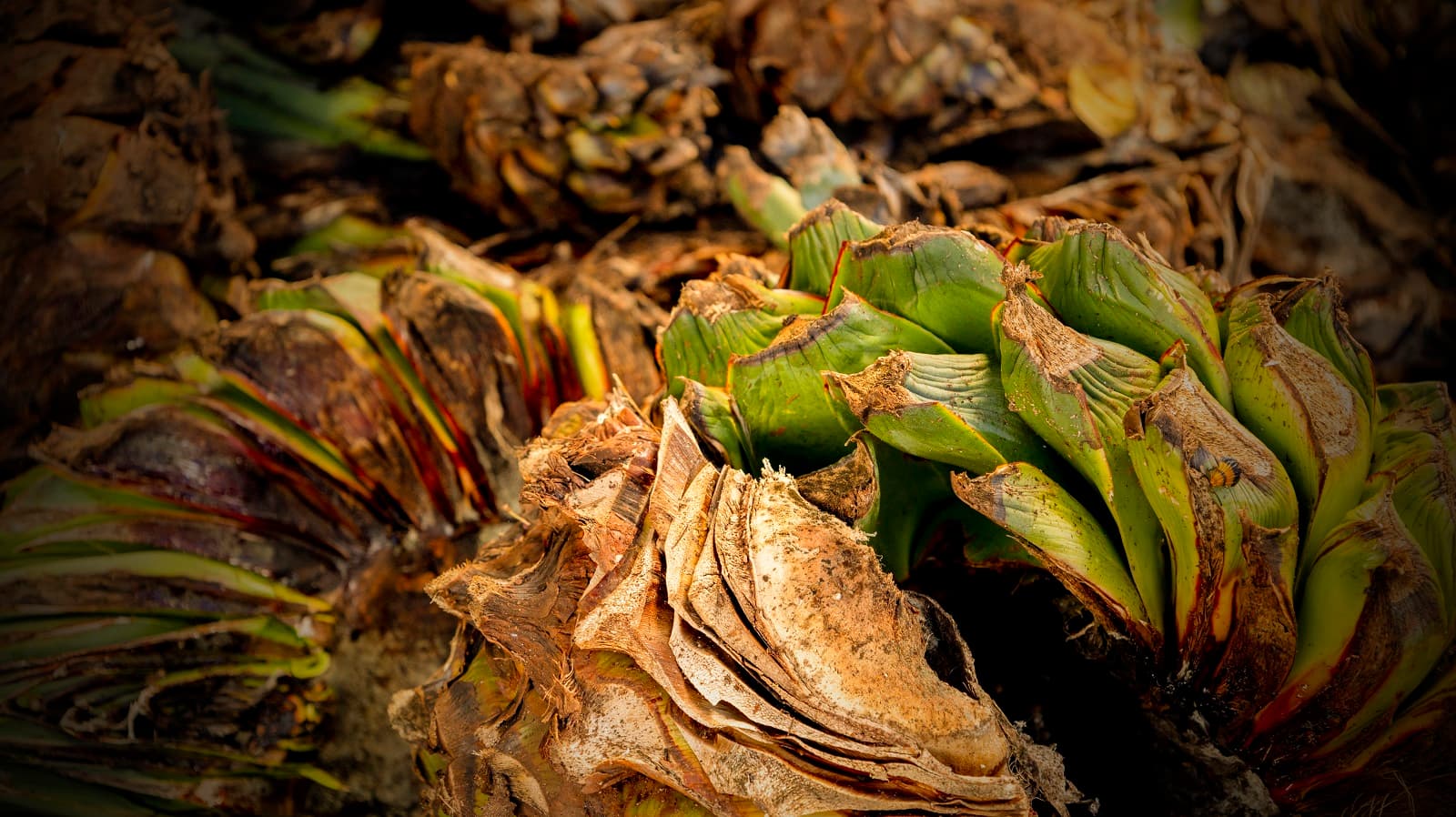 Harvested agave piñas