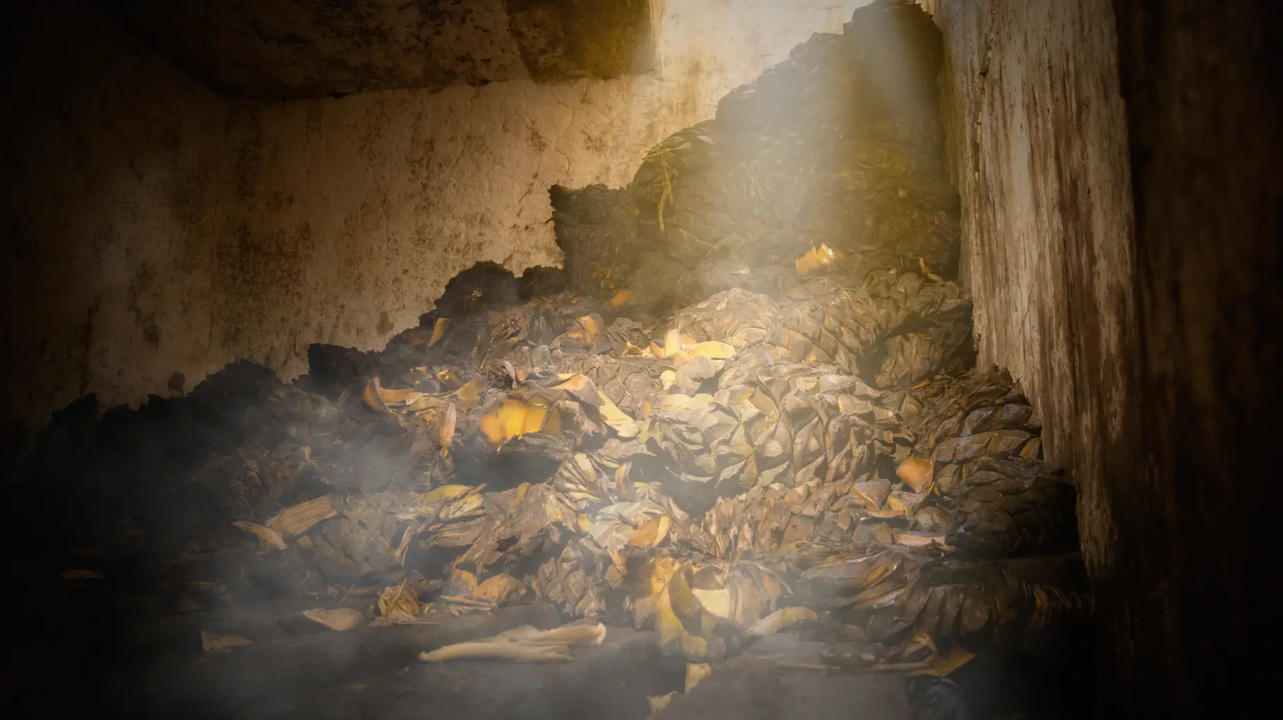 Cooking agave in traditional ovens