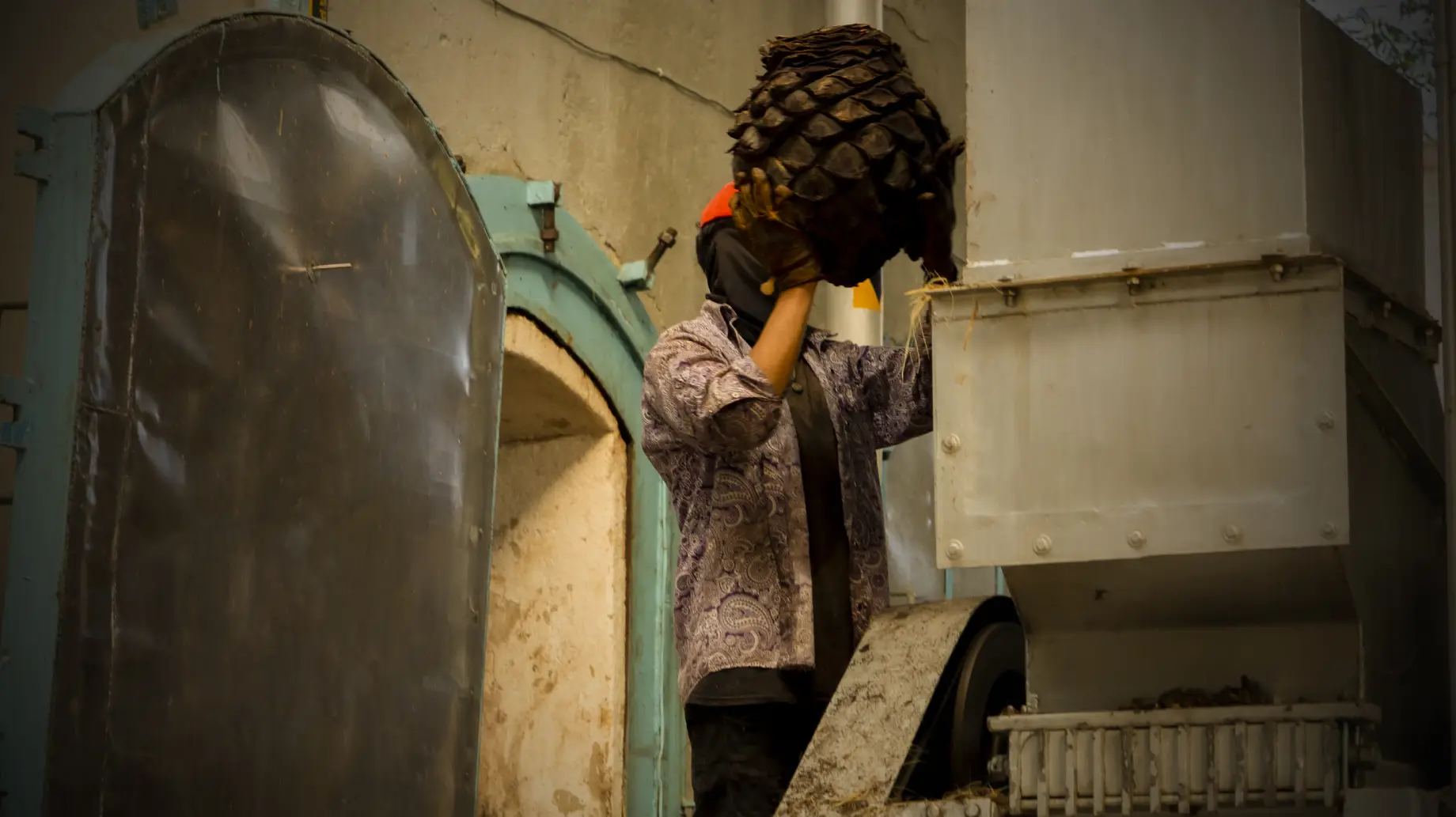 Worker milling the agave